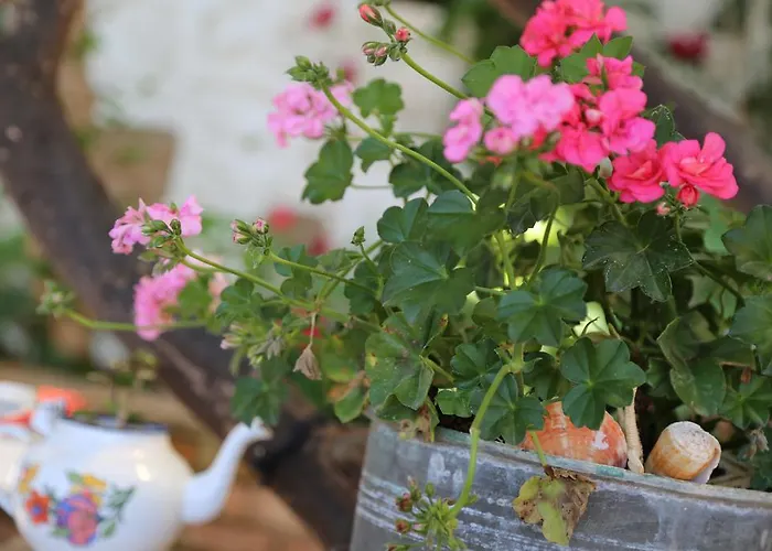 Pembe Yunus Bozburun